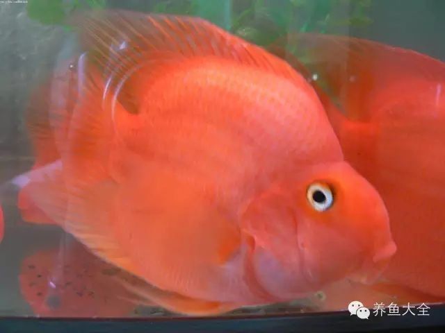 藍(lán)曼龍魚發(fā)白傳染嗎？（藍(lán)曼龍魚體表發(fā)白是否具有傳染性）