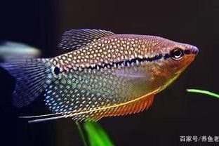 藍(lán)曼龍魚發(fā)白傳染嗎？（藍(lán)曼龍魚體表發(fā)白是否具有傳染性）