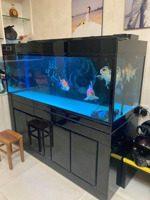 文山州哪個水族館龍魚好？祥龍魚場龍魚（廣州祥龍魚場龍魚的養護建議）