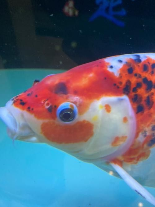 文山州哪個水族館龍魚好？祥龍魚場龍魚（廣州祥龍魚場龍魚的養護建議）