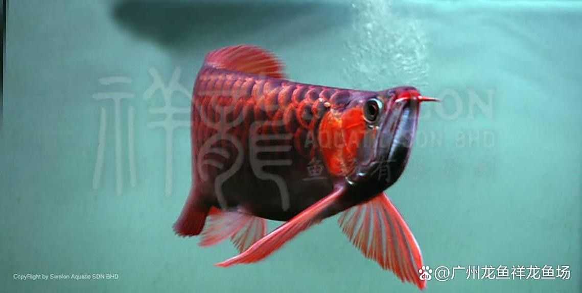 海安哪個水族館龍魚好？祥龍魚場龍魚（廣州祥龍魚場龍魚價格多少錢一只） 海安哪個水族館龍魚好？祥龍魚場龍魚（廣州祥龍魚場龍魚價格多少錢一只） 龍魚百科 第5張
