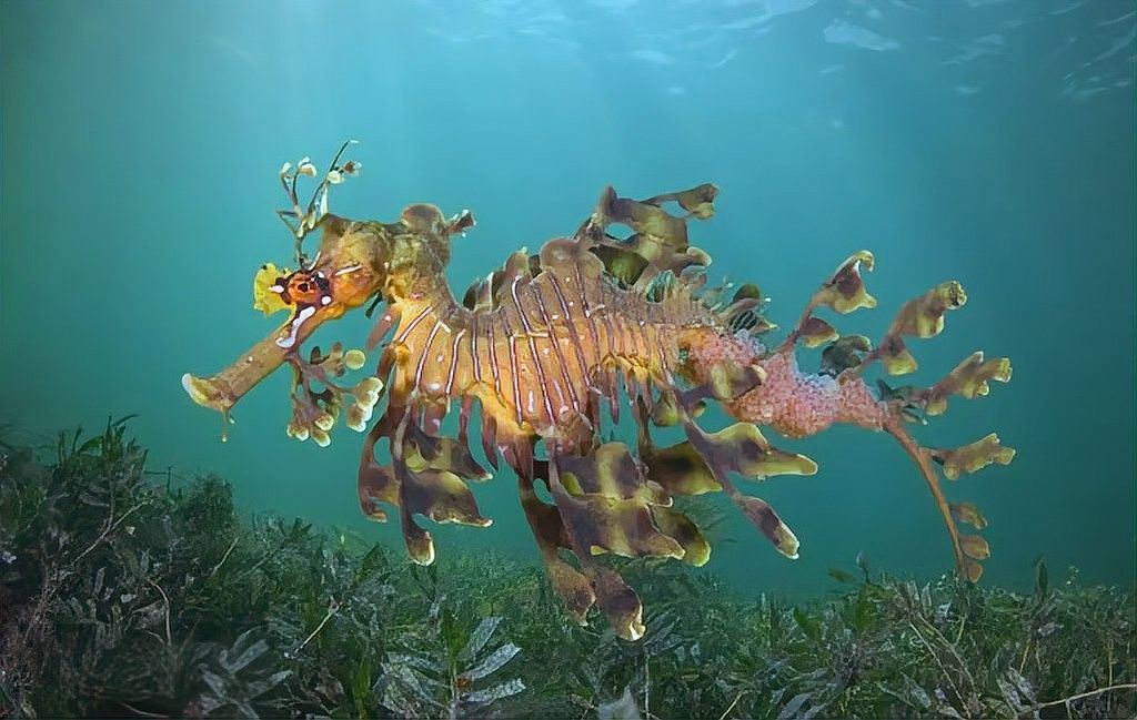 海龍魚如何繁殖？（海龍魚的繁殖方式具有獨特的生物學特征其核心過程）