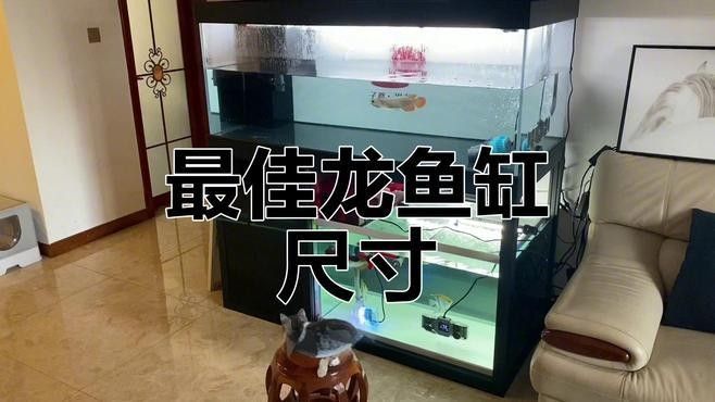 發色期龍魚需要多大的魚缸（發色期龍魚的尺寸選擇） 發色期龍魚需要多大的魚缸（發色期龍魚的尺寸選擇） 龍魚百科 第2張