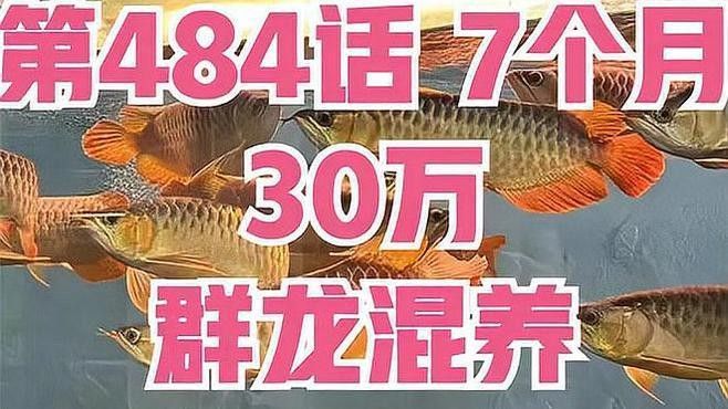 有哪些龍魚混養成功案例（龍魚混養成功案例及關鍵經驗總結及關鍵經驗總結） 有哪些龍魚混養成功案例（龍魚混養成功案例及關鍵經驗總結及關鍵經驗總結） 龍魚百科 第1張