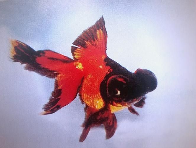 如何判斷龍睛魚的質(zhì)量？（判斷龍睛金魚的質(zhì)量需綜合其形態(tài)特征、體色表現(xiàn)及健康狀況） 如何判斷龍睛魚的質(zhì)量？（判斷龍睛金魚的質(zhì)量需綜合其形態(tài)特征、體色表現(xiàn)及健康狀況） 龍魚百科 第3張