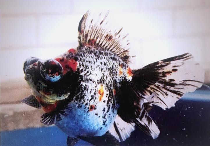 如何判斷龍睛魚的質(zhì)量？（判斷龍睛金魚的質(zhì)量需綜合其形態(tài)特征、體色表現(xiàn)及健康狀況） 如何判斷龍睛魚的質(zhì)量？（判斷龍睛金魚的質(zhì)量需綜合其形態(tài)特征、體色表現(xiàn)及健康狀況） 龍魚百科 第5張
