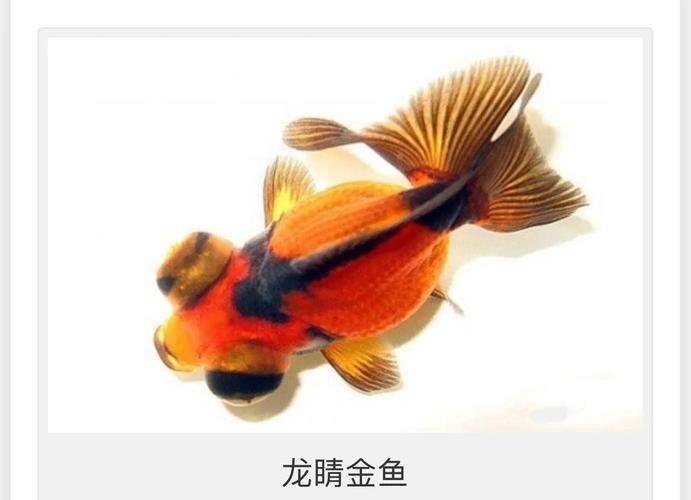 如何判斷龍睛魚的質(zhì)量？（判斷龍睛金魚的質(zhì)量需綜合其形態(tài)特征、體色表現(xiàn)及健康狀況） 如何判斷龍睛魚的質(zhì)量？（判斷龍睛金魚的質(zhì)量需綜合其形態(tài)特征、體色表現(xiàn)及健康狀況） 龍魚百科 第6張