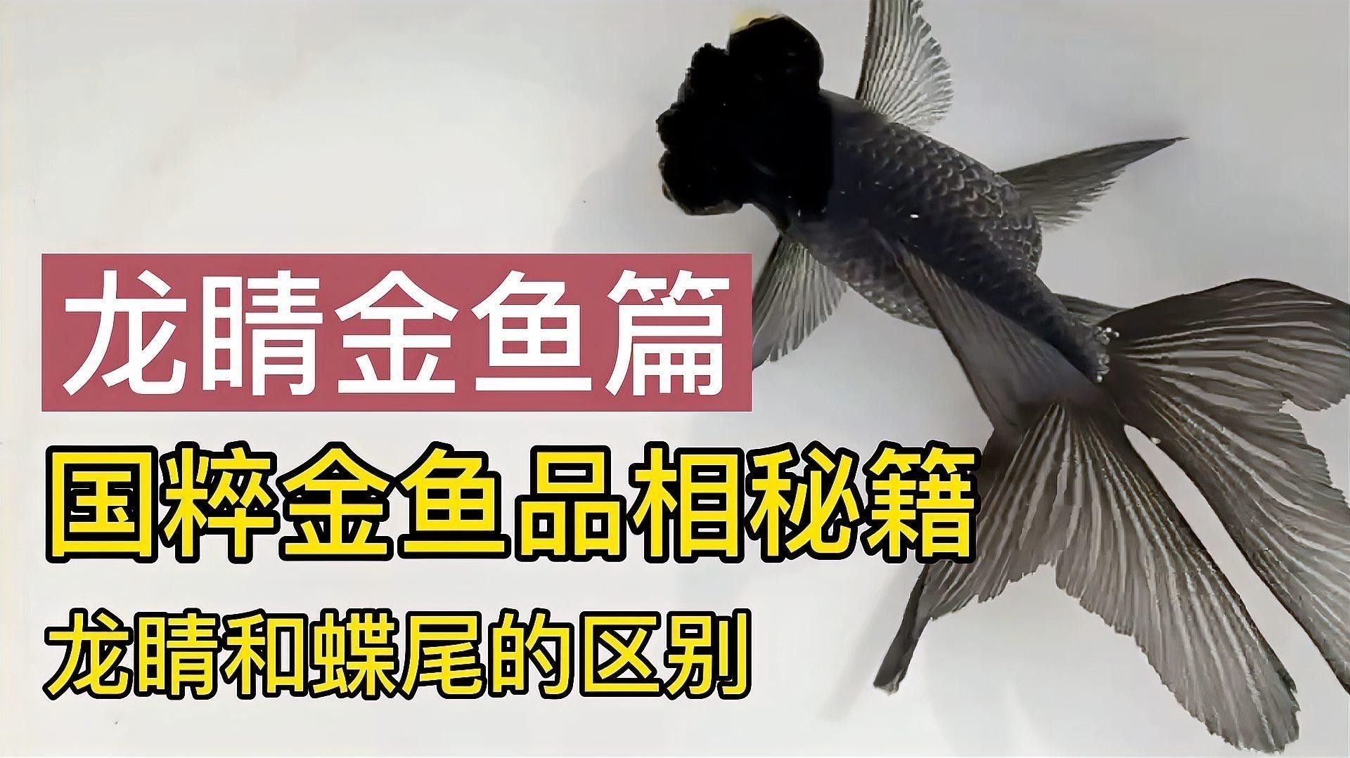 如何判斷龍睛魚的質(zhì)量？（判斷龍睛金魚的質(zhì)量需綜合其形態(tài)特征、體色表現(xiàn)及健康狀況） 如何判斷龍睛魚的質(zhì)量？（判斷龍睛金魚的質(zhì)量需綜合其形態(tài)特征、體色表現(xiàn)及健康狀況） 龍魚百科 第8張