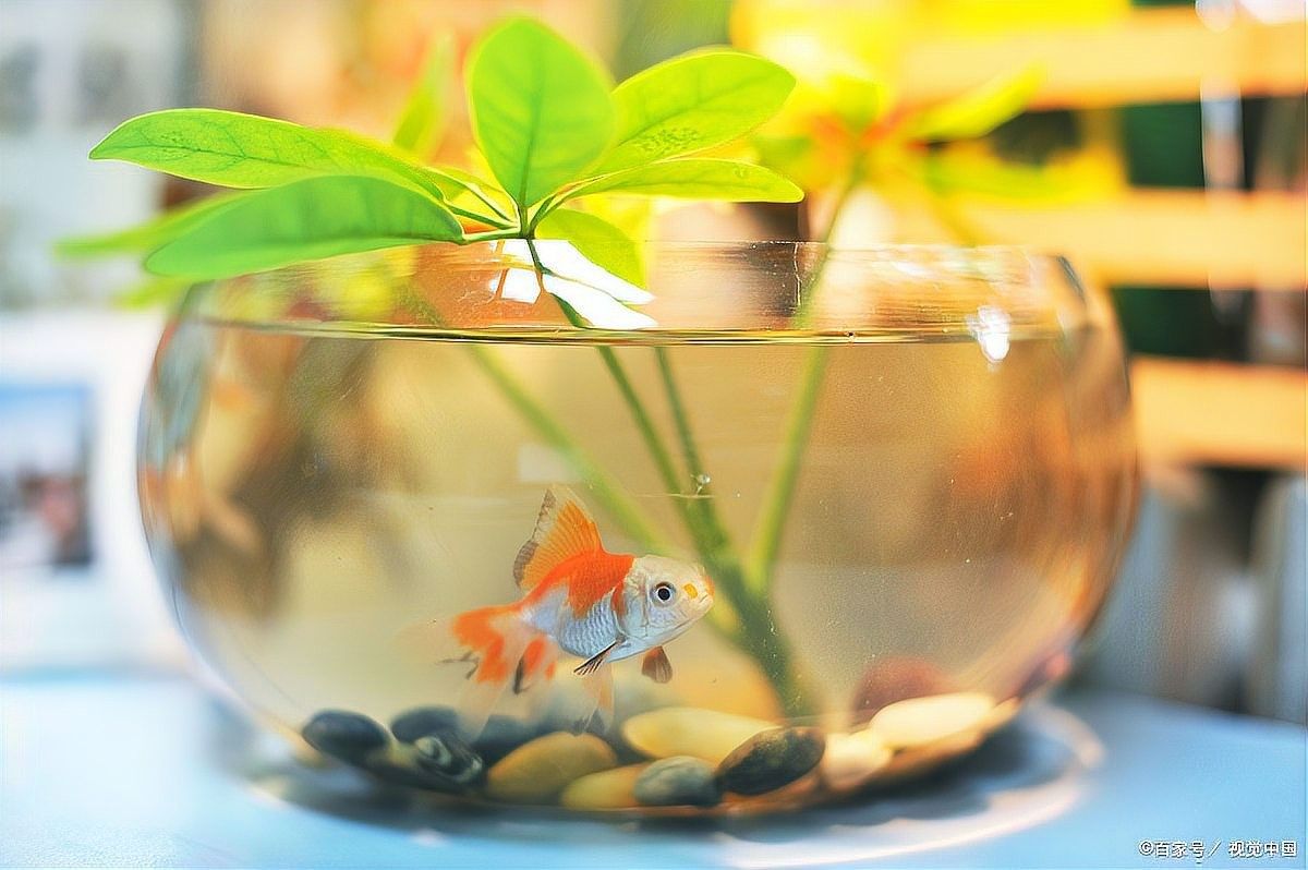金龍魚多久需要加一次鹽？（養金魚多久放一次鹽）
