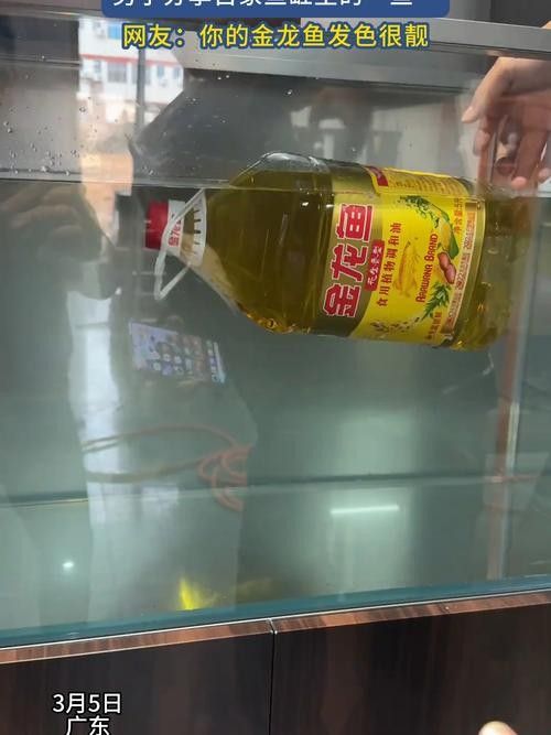 金龍魚多久需要加一次鹽？（養金魚多久放一次鹽）