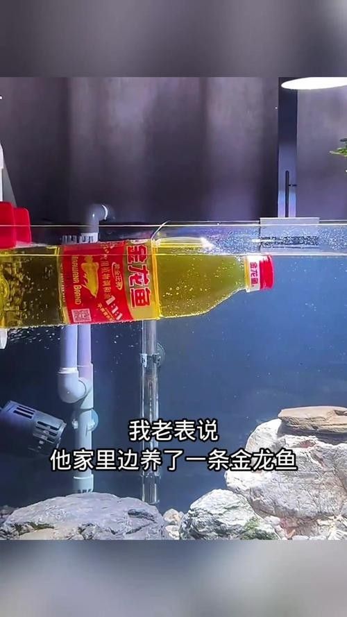 金龍魚多久需要加一次鹽？（養金魚多久放一次鹽）