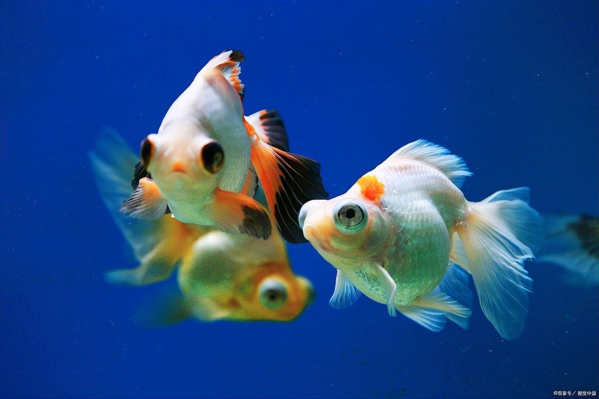 金龍魚多久需要加一次鹽？（養金魚多久放一次鹽）