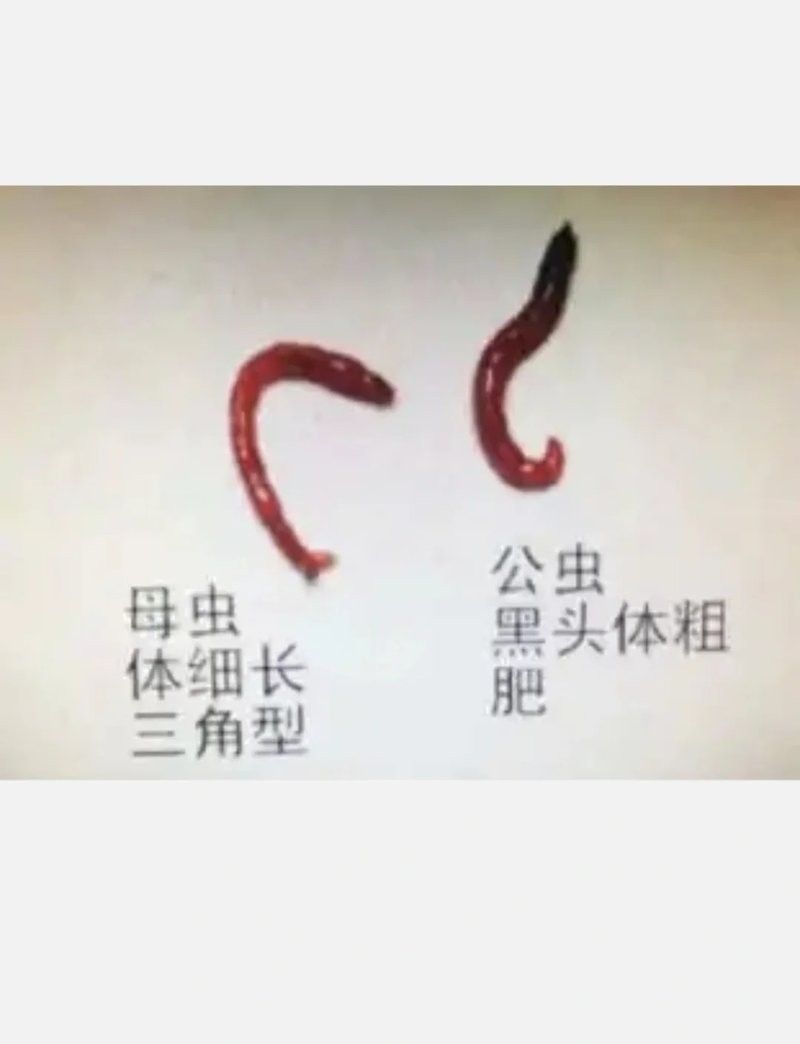 六角恐龍多久喂一次紅蟲？（六角恐龍魚喂食紅蟲的正確處理方法）