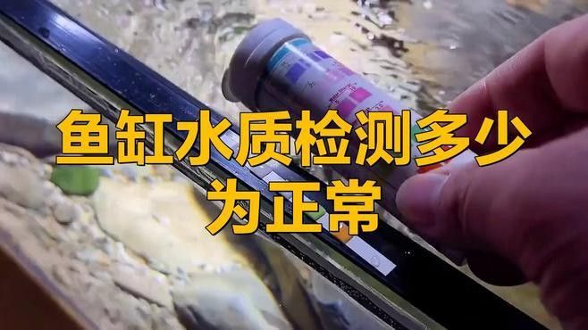 如何檢測水質是否適合喂食（秋季錦鯉投喂技巧:一日四餐,水質檢測全攻略）