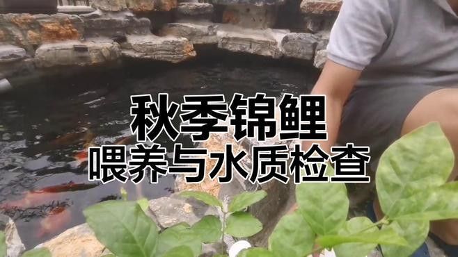 如何檢測水質是否適合喂食（秋季錦鯉投喂技巧:一日四餐,水質檢測全攻略）