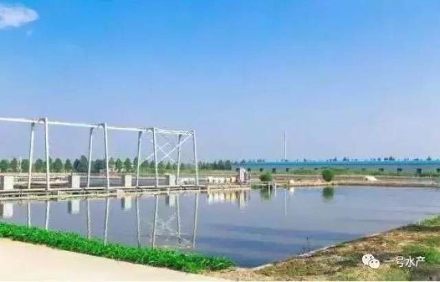 如何檢測水質是否適合喂食（秋季錦鯉投喂技巧:一日四餐,水質檢測全攻略）