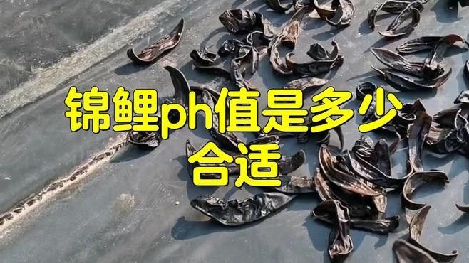 如何檢測水質是否適合喂食（秋季錦鯉投喂技巧:一日四餐,水質檢測全攻略）