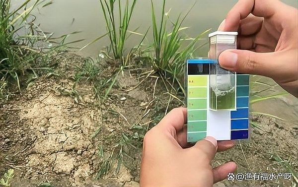 如何檢測水質是否適合喂食（秋季錦鯉投喂技巧:一日四餐,水質檢測全攻略）