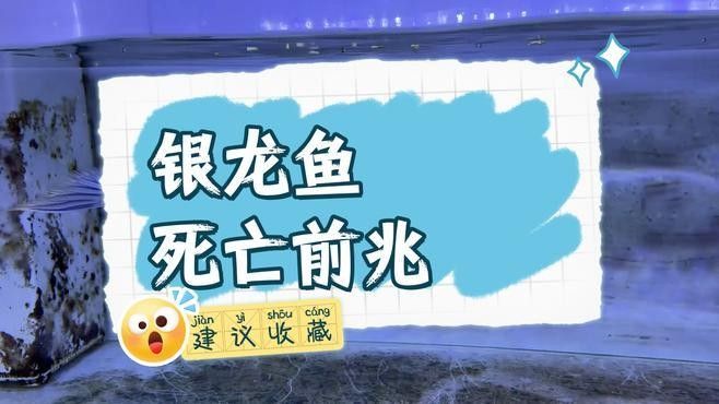 如何判斷龍魚是否死亡？（銀龍魚死亡前的征兆可通過行為異常、生理變化及環(huán)境反應綜合判斷）