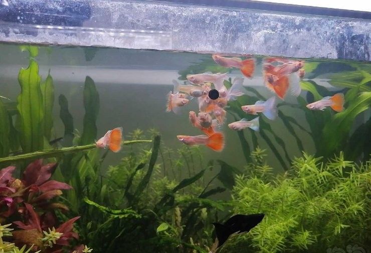 如何為孔雀龍魚提供均衡飲食（孔雀魚怎么喂孔雀魚的喂養方法與技巧愛養love寵物）