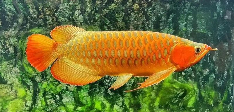 龍魚打架后如何判斷其受傷程度（如何判斷龍魚打架后的受傷程度）