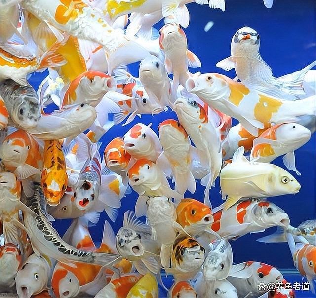 龍魚打架后如何判斷其受傷程度（如何判斷龍魚打架后的受傷程度）