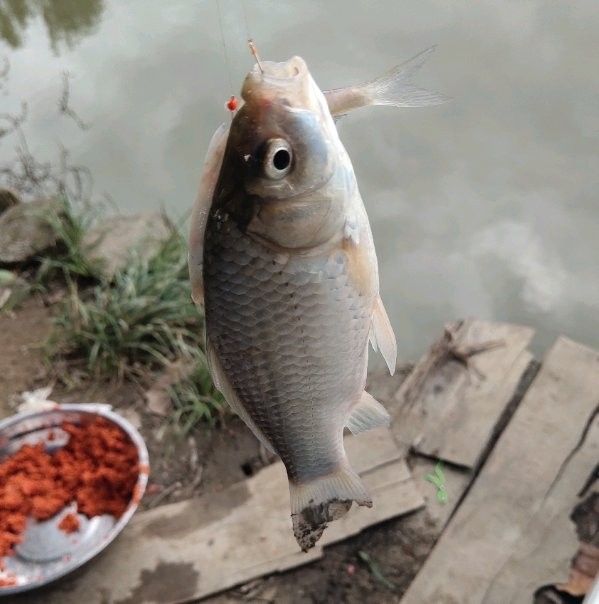 金龍魚釣上來能養活嗎？（金龍魚的飼養技巧） 金龍魚釣上來能養活嗎？（金龍魚的飼養技巧） 龍魚百科 第10張