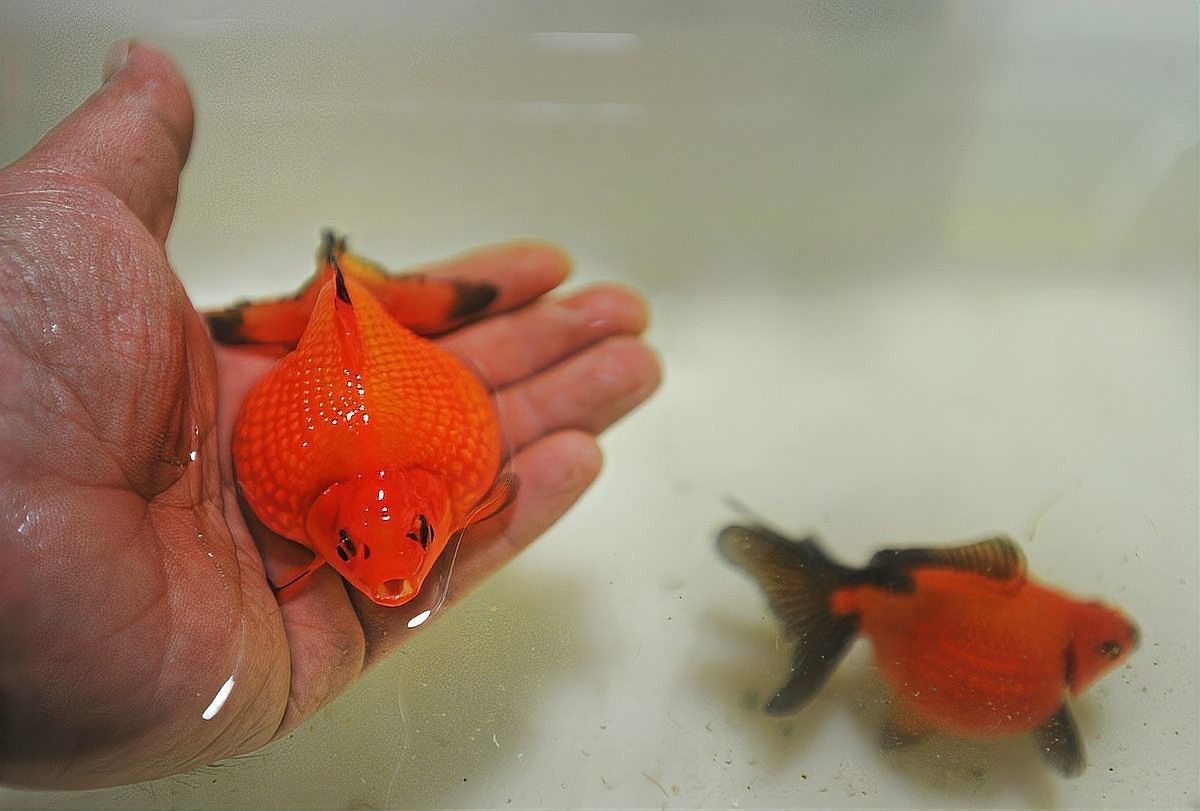 單眼凸出病魚會自愈嗎？（百度健康魚眼睛凸出來怎么回事）