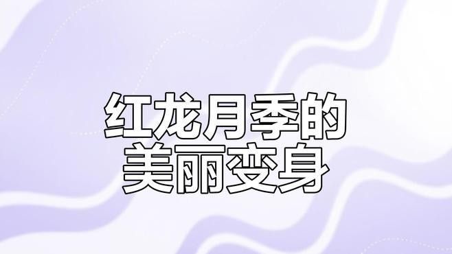 紅龍裝飾品有哪些品種？（現代中式紅木家具的4大特點） 紅龍裝飾品有哪些品種？（現代中式紅木家具的4大特點） 龍魚百科 第7張