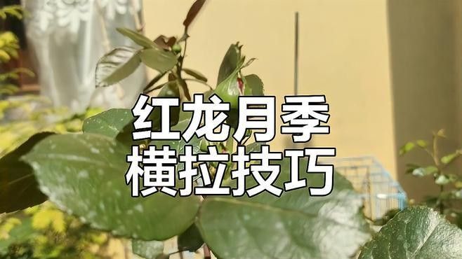 紅龍裝飾品有哪些品種？（現代中式紅木家具的4大特點） 紅龍裝飾品有哪些品種？（現代中式紅木家具的4大特點） 龍魚百科 第8張