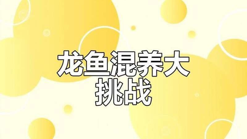 金龍魚和巴西亞混養(yǎng)需要多久適應(yīng)（金龍魚與巴西亞混養(yǎng)的適應(yīng)期）
