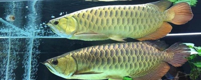 金龍魚和巴西亞混養(yǎng)需要多久適應(yīng)（金龍魚與巴西亞混養(yǎng)的適應(yīng)期）