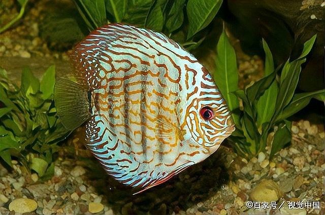 龍魚恢復期間可以換水嗎（養龍須知:龍魚恢復期間換水的注意事項）