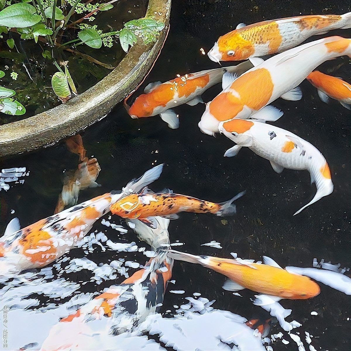 紅龍魚尾鰭虎斑紋發(fā)色過程（《龍友捷說》第三期《龍友捷說》紅龍魚發(fā)色成長的真實(shí)案例分享） 紅龍魚尾鰭虎斑紋發(fā)色過程（《龍友捷說》第三期《龍友捷說》紅龍魚發(fā)色成長的真實(shí)案例分享） 龍魚百科 第8張