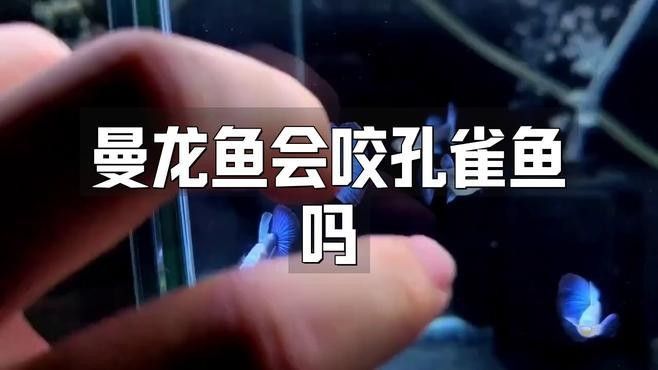 曼龍魚和斑馬魚混養(yǎng)需要多久適應(yīng)（曼龍魚與斑馬魚混養(yǎng)的適應(yīng)時間通常為1-2周） 曼龍魚和斑馬魚混養(yǎng)需要多久適應(yīng)（曼龍魚與斑馬魚混養(yǎng)的適應(yīng)時間通常為1-2周） 龍魚百科 第1張