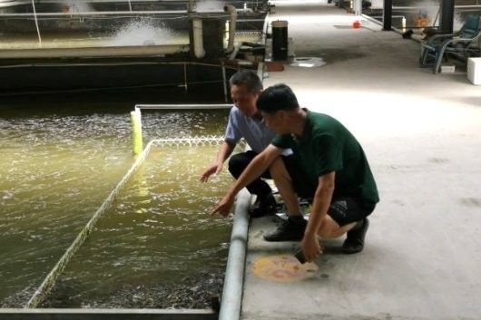 銘龍漁場有哪些經典救治案例（福建省及周邊地區的水產養殖救治案例具有參考價值） 銘龍漁場有哪些經典救治案例（福建省及周邊地區的水產養殖救治案例具有參考價值） 龍魚百科 第3張