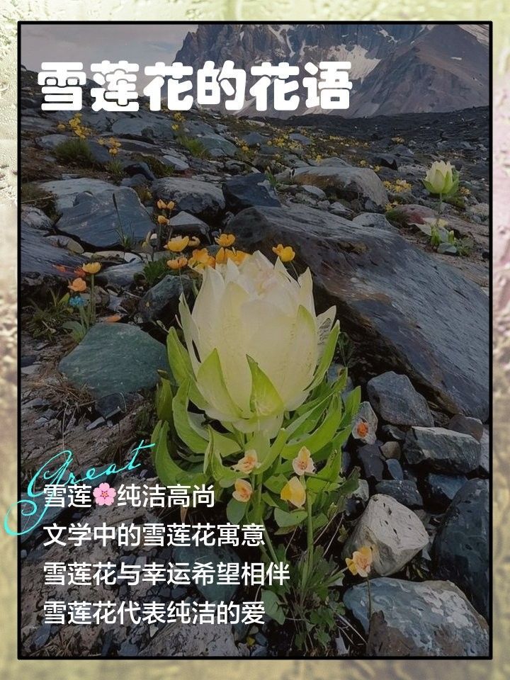 紅雪蓮的花語是什么？（紅雪蓮的花語在文學中有何應用？）