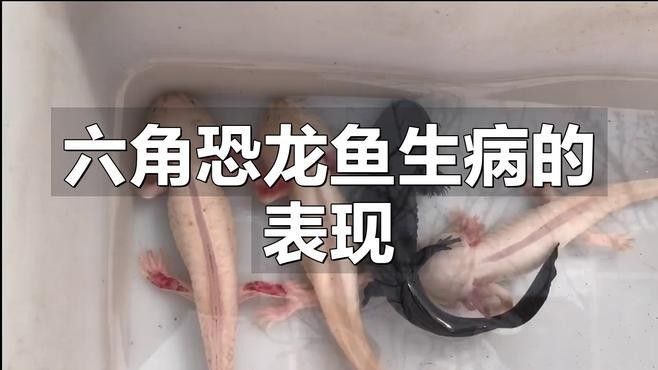如何判斷六角金龍龍魚是否健康（六角恐龍魚的健康狀態需綜合觀察其生理特征、行為表現及環境適應性） 如何判斷六角金龍龍魚是否健康（六角恐龍魚的健康狀態需綜合觀察其生理特征、行為表現及環境適應性） 龍魚百科 第1張
