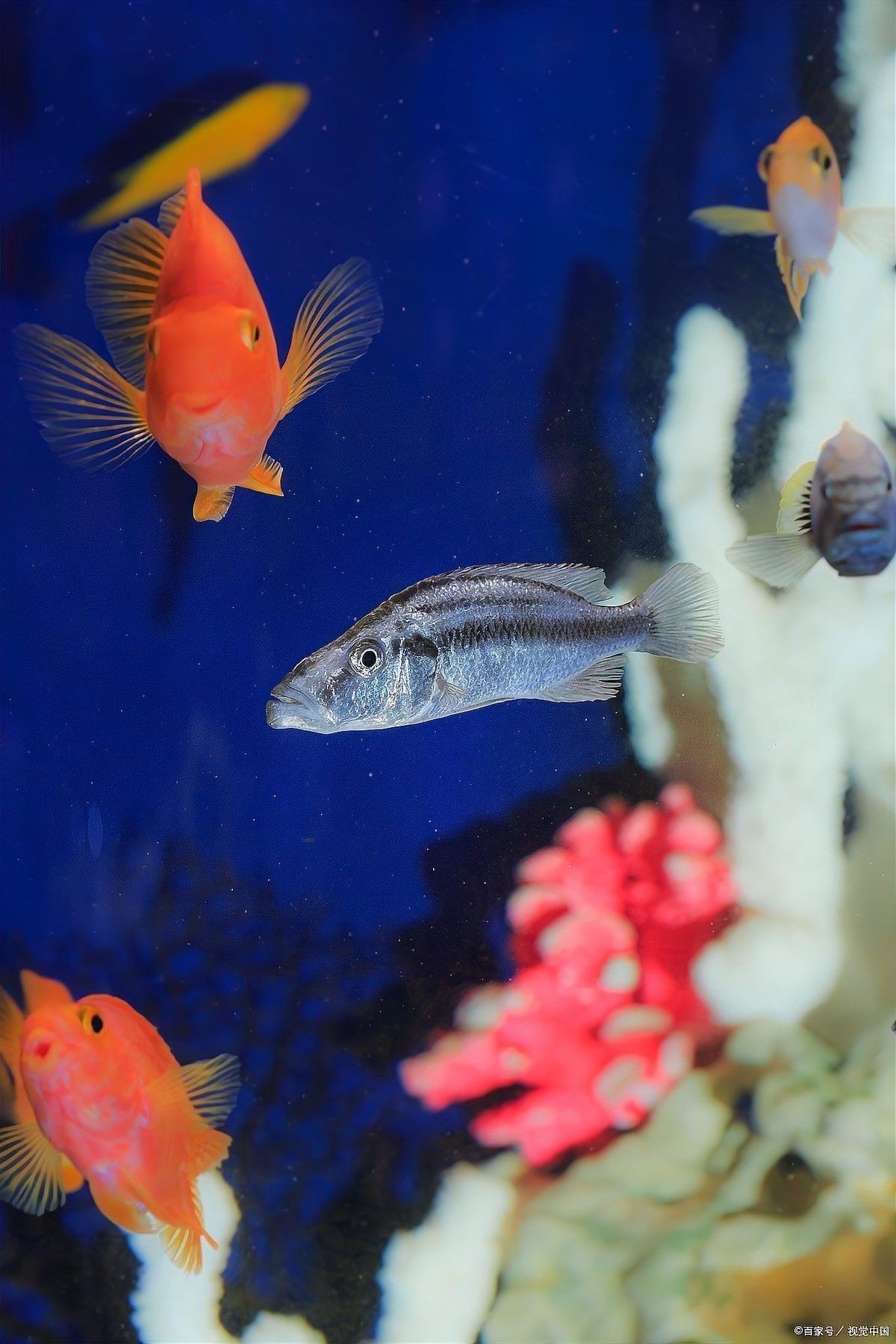 如何判斷六角金龍龍魚是否健康（六角恐龍魚的健康狀態需綜合觀察其生理特征、行為表現及環境適應性） 如何判斷六角金龍龍魚是否健康（六角恐龍魚的健康狀態需綜合觀察其生理特征、行為表現及環境適應性） 龍魚百科 第10張