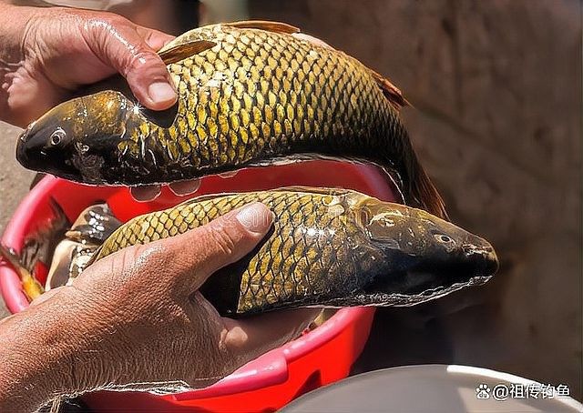 如何消毒處理紅蟲等活食？（紅線蟲怎么消毒喂魚最好最安全魚飼料紅蟲處理方法）
