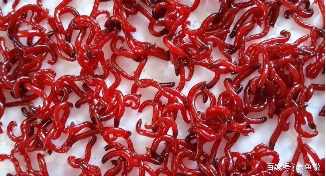 如何消毒處理紅蟲等活食？（紅線蟲怎么消毒喂魚最好最安全魚飼料紅蟲處理方法）