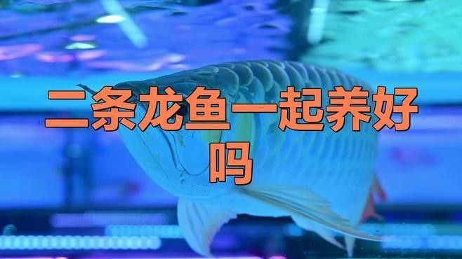 金龍和紅龍混養(yǎng)需要多大的魚缸？（金龍和紅龍可以混養(yǎng)嗎）