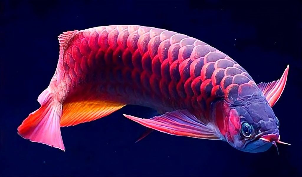 金龍和紅龍混養(yǎng)需要多大的魚(yú)缸？（金龍和紅龍可以混養(yǎng)嗎）