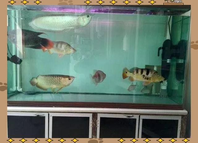 金龍和紅龍混養(yǎng)需要多大的魚(yú)缸？（金龍和紅龍可以混養(yǎng)嗎）