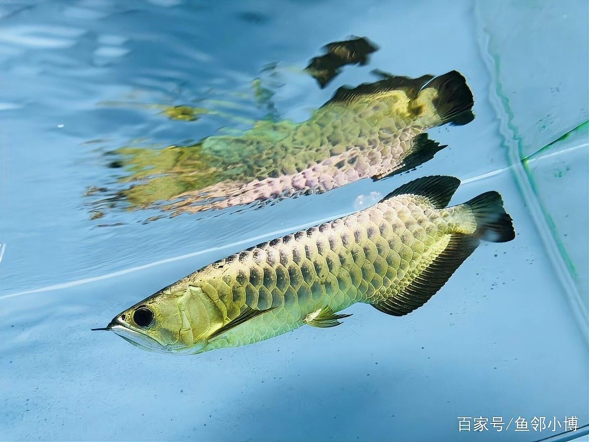 金龍和紅龍混養(yǎng)需要多大的魚(yú)缸？（金龍和紅龍可以混養(yǎng)嗎）