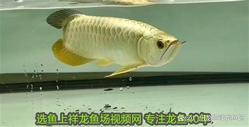 紅龍魚苗多久會長成成魚？（怎么把紅龍魚養得更紅）