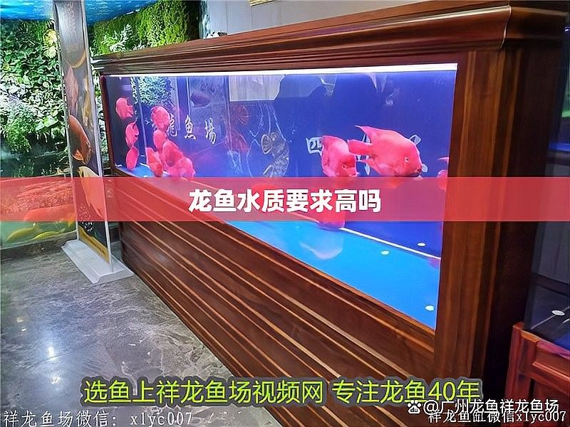 彌勒哪個水族館龍魚好？祥龍魚場龍魚（廣州龍魚祥龍魚場龍魚水質要求高嗎廣州龍魚祥龍魚場幼龍飼養全攻略）