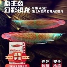 昆明還有哪些地方可以購買龍魚（昆明購買龍魚主要渠道集中在花鳥市場和水族批發市場）