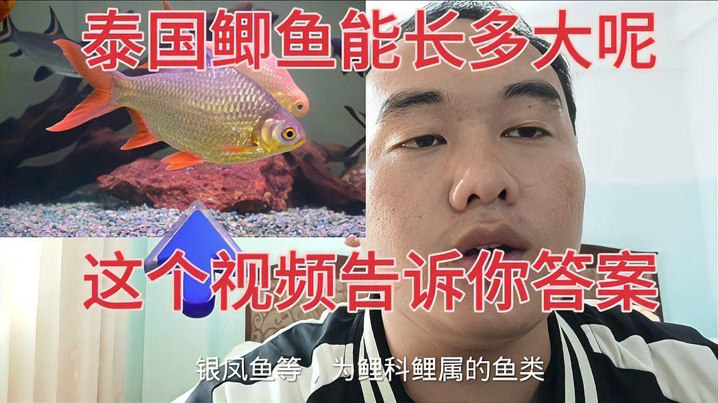 泰國大鯽魚多久換一次水？（泰國大鯽魚的養殖技巧） 泰國大鯽魚多久換一次水？（泰國大鯽魚的養殖技巧） 龍魚百科 第1張