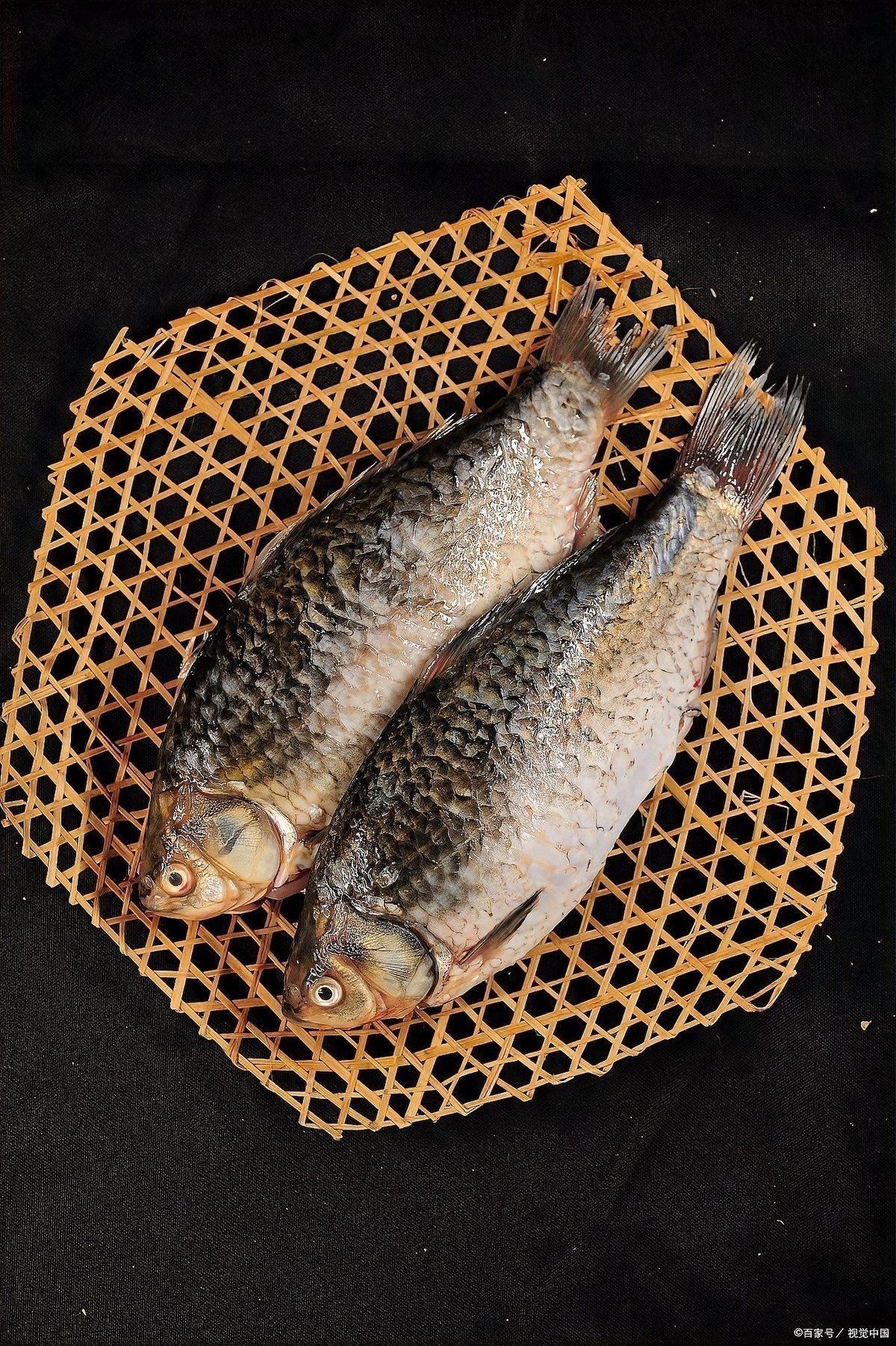 泰國大鯽魚多久換一次水？（泰國大鯽魚的養殖技巧） 泰國大鯽魚多久換一次水？（泰國大鯽魚的養殖技巧） 龍魚百科 第2張